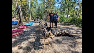 Sled dog ride at the Iditarod museum in Wasilla AK [upl. by Hartman707]