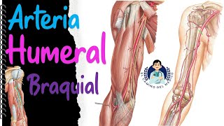 Arteria Humeral o Braquial  Fácil y didáctico [upl. by Coates]