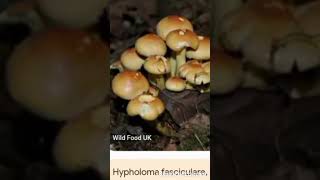 hifoloma de láminas verdes Hypholoma fasciculare mushroom hongos [upl. by Spanos]