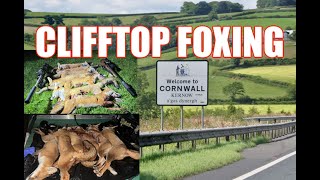 CORNISH CLIFFTOP FOXING GOES OFF WITH A BANG [upl. by Annaed]