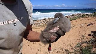 Return of the Shearwaters [upl. by Yllib]