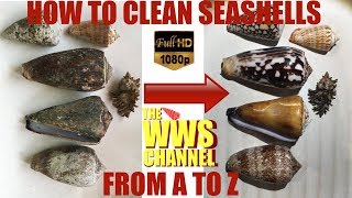 How to clean your shells  Everything to know about cleaning shells  Shell Collection [upl. by Huntington]