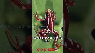 Top 10 Most Poisonous Frogs in the world l Knowledge junction top top10 frogs animals poison [upl. by Margaret]