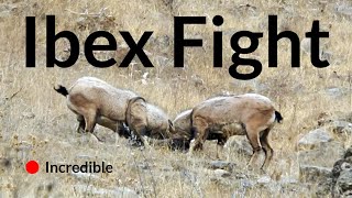 Ibex Fight [upl. by Ilil]