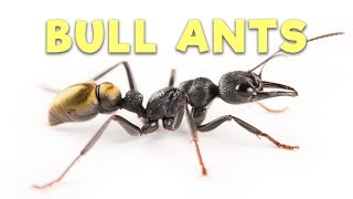 Ant Room Tour  Bull Ants [upl. by Tichon]