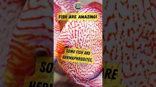 Hermaphrodite fish animals [upl. by Ahsenal]