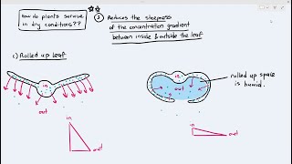 76 Adaptation of Xerophytes in Reducing Transpiration Rates Cambridge AS A Level Biology 9700 [upl. by Aniez]