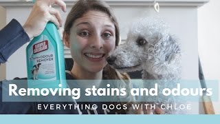 HOW TO REMOVE PET URINE STAINS FROM CARPET  3 EASY STEPS [upl. by Sairu]