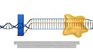 Transcription animation DNAtoRNA molecularbiology [upl. by Aniahs]