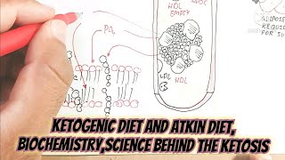 ketogenic diet and atkin diet biochemistryscience behind the ketosisfat maximise in diet biology [upl. by Ekram]