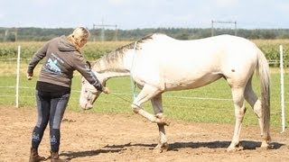 Vrijheidsdressuur uitleg Voetjes optillen op commando [upl. by Yrram342]