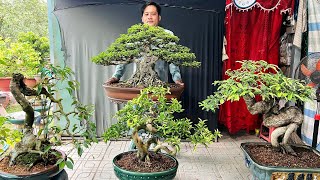 Ba Chị Em 1011 chào bán Bonsai Tầm Trung và Để Bàn rất nhiều loại 0915780878 [upl. by Anuqahs]