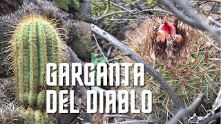 La GARGANTA del DIABLO  Cascada  Tilcara Jujuy  Cactus en hábitat 🏜🌵🌞 [upl. by Togram]