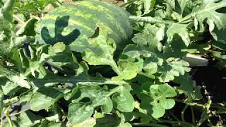 Fusarium Wilt in Watermelons [upl. by Territus]