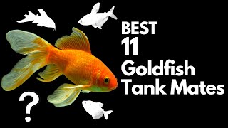 Top 11 Goldfish Tank Mates You Should Try [upl. by Ahsiuqal]