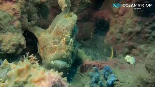 Frogfish eat lionfish 😯  filmed in indonesia 🌎 [upl. by Deutsch137]