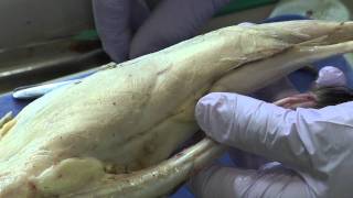 Cat Dissection Muscular System Part 7 [upl. by Madancy667]