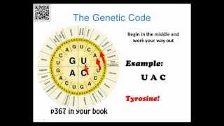 Target A72 Protein Translation [upl. by Lezah]