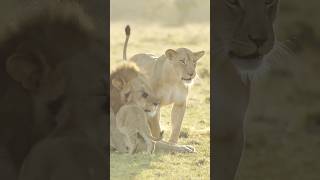 lion cubs playing with mom and dad [upl. by Silverstein]