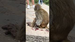 Funny baby monkeys Funny and adorable moments Funny moments that make you laugh to tears 32 [upl. by Bevin]