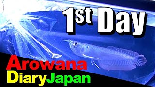 【Silver Arowana】Method for acclimating Silver Arowana without causing stress 1st Day of Breeding [upl. by Aicilat]