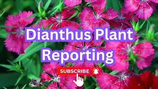 Dianthus plant reporting odiagarden gardenplants tarracegarden viralvideo [upl. by Ziguard]