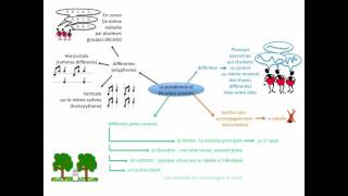 capsule vidéo quotLa polyphonie et les plans sonoresquot [upl. by Annabel]