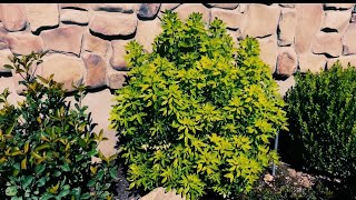 Sundance Mexican Orange Choisya ternata  One of the Absolute Best Plants For a Western Garden [upl. by Aerdnwahs822]