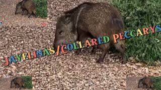 JavelinasCollared Peccarys searches for foodanimals [upl. by Aniaz]