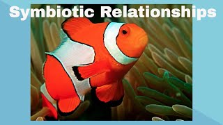 Examples of Symbiotic Relationships [upl. by Lleunamme346]