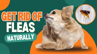 Home Remedies For Getting Rid of Fleas on Dogs Immediately [upl. by Landrum705]