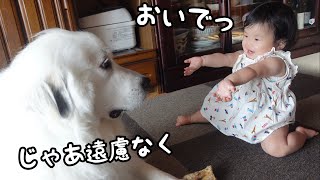 【祝！】妹が初めて「おいで！」をすると顔を埋めて甘える超大型犬が可愛いw｜グレートピレニーズ [upl. by Alessandro]