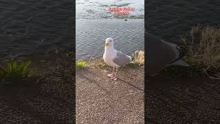 Mouette oiseau shortvideo [upl. by Arimay]