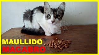 Maullido de gato [upl. by Haras]