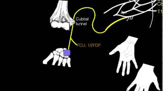 Innervation of forearm and hand muscles [upl. by Nawram]