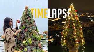 Making 150cm 5ft Christmas Tree with 600 succulents  Timelapse 4days in 3 minutes [upl. by Boardman]