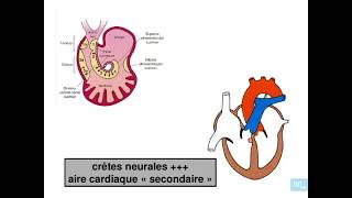 embryologie de lappareil cardio vasculaire partie 4 [upl. by Thompson196]