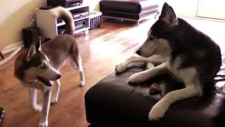 The Persistent Talking Husky Puppy  SUBTITLED [upl. by Ynahirb976]