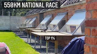 Belgian Racing Pigeons SPECIAL 550KM NATIONAL RACE At Friends Loft [upl. by Eizzil]