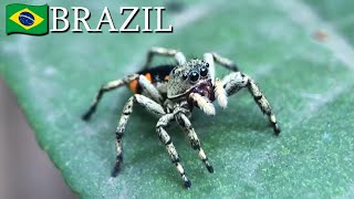 Jumping spiders Salticidae 🇧🇷 Brazil  v175 [upl. by Eittah]