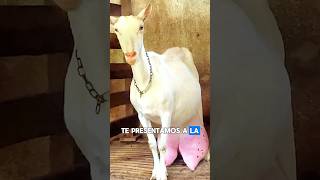 quot¡No creerás cuánta leche da esta cabra 🐐🥛quot [upl. by Abebi]