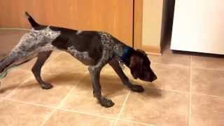 German Shorthaired Pointer  Puppy to Adult [upl. by Devan]