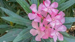 How to Grow Oleander [upl. by Woehick]