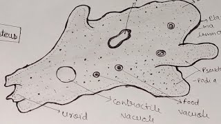 Amoeba Diagram। How to draw amoeba Proteus easily। amoebadiagramzoology। [upl. by Mittel]