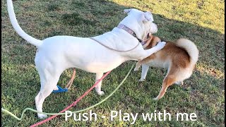 129 Girl Dogs Shiba and Pitbull Play Wrestle Mouth 08302024 shiba pitbull [upl. by Lledraw715]