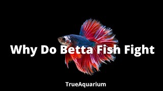 Why Do Betta Fish Fight Betta Fish Territory [upl. by Dwane553]