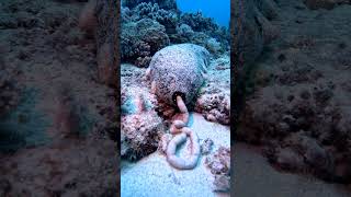 Sea Cucumber Drops Off Load Of Digested Sand  ViralHog [upl. by Oirasec]