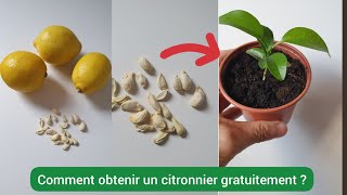 Comment faire pousser un citronnier à partir dun pépin  2023 [upl. by Adlee]