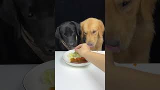 WOW Silly dogs can finish vegestable dish within one minute dogfood [upl. by Low]