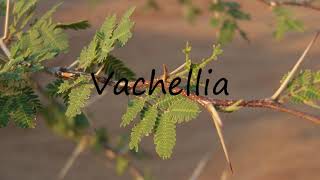 How to Pronounce Vachellia [upl. by Queston692]